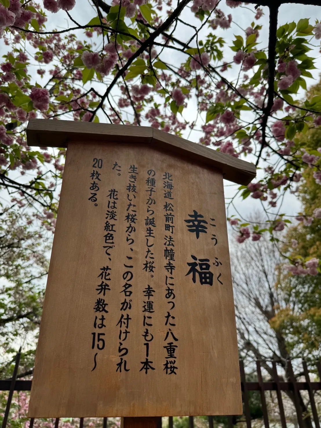 『桜の通り抜け』　大阪　造幣局